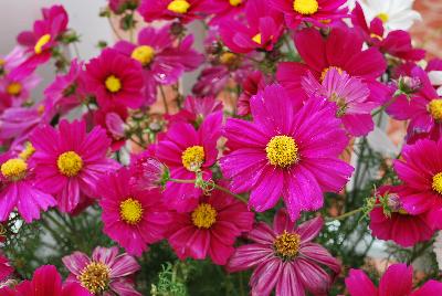 Sonata Cosmos Carmine Star