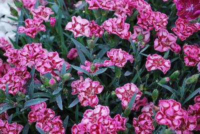Ball Horticultural: EverLast™ Dianthus Red and Pink 