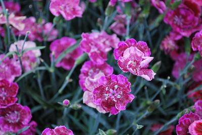 Ball Horticultural: EverLast™ Dianthus Lavender Lace 