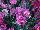 EverLast™ Dianthus Lavender Lace 