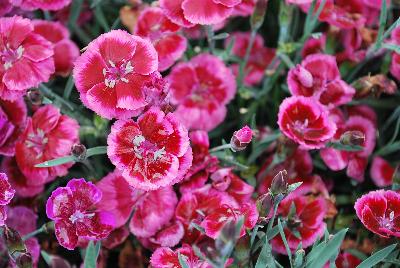 Ball Horticultural: EverLast™ Dianthus Raspberry Cream 