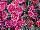 EverLast™ Dianthus Raspberry Cream 