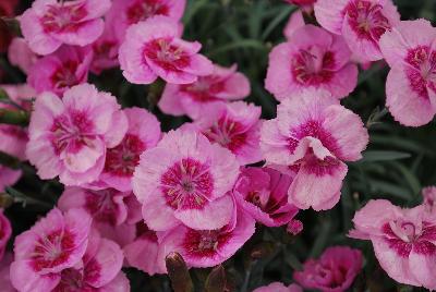 Ball Horticultural: EverLast™ Dianthus Light Pink with Eye 