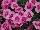 EverLast™ Dianthus Light Pink with Eye 
