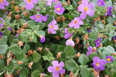 MegaCopa™ Sutera Blue 