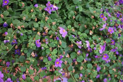 MegaCopa™ Sutera Blue 