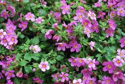 MegaCopa™ Sutera Pink 