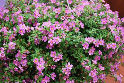 MegaCopa™ Sutera Pink 