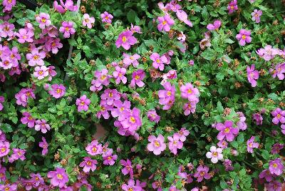 MegaCopa™ Sutera Pink 