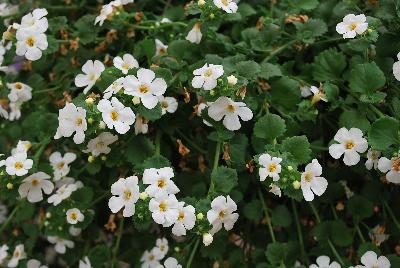 MegaCopa™ Sutera White 