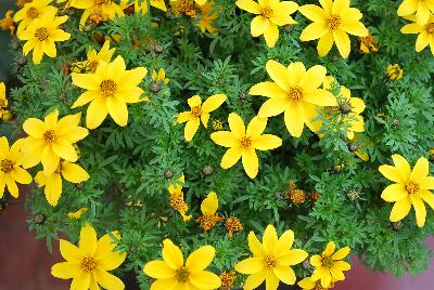 SunDrop™ Bidens ferulifolia Compact 