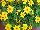 SunDrop™ Bidens ferulifolia Compact 
