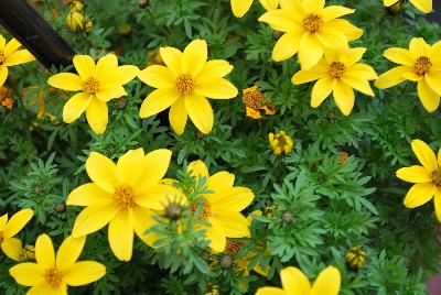 SunDrop™ Bidens ferulifolia Compact 