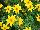 SunDrop™ Bidens ferulifolia Compact 