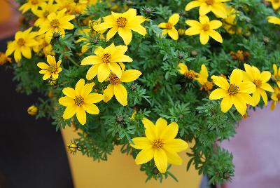 SunDrop™ Bidens ferulifolia Compact 