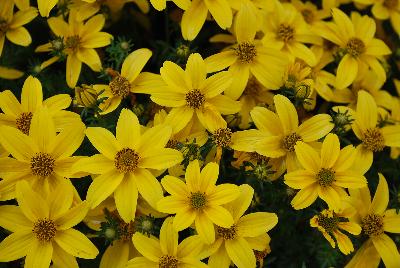 SunDrop™ Bidens ferulifolia Improved 