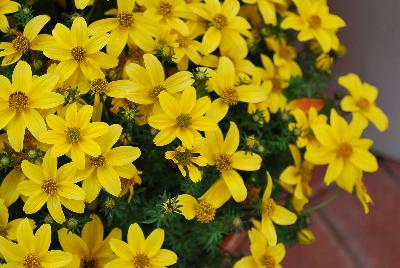 SunDrop™ Bidens ferulifolia Improved 