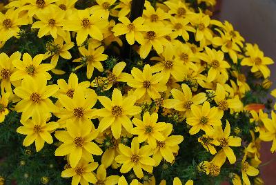 SunDrop™ Bidens ferulifolia Improved 