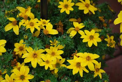 SunDrop™ Bidens ferulifolia Compact 