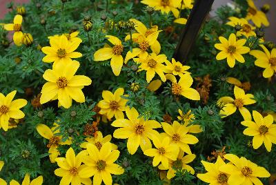 SunDrop™ Bidens ferulifolia Compact 