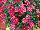 Ball Horticultural: Argyranthemum, intergeneric hybrid  'Red' 