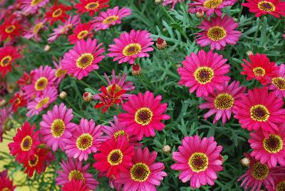 Grandessa™ Argyranthemum, intergeneric hybrid Red