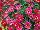 Ball Horticultural: Argyranthemum, intergeneric hybrid  'Red' 