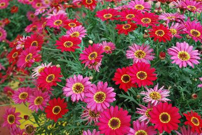 Grandessa™ Argyranthemum, intergeneric hybrid Red