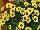 Ball Horticultural: Argyranthemum, intergeneric hybrid  'Yellow' 