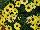 Ball Horticultural: Argyranthemum, intergeneric hybrid  'Yellow' 