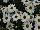 Ball Horticultural: Argyranthemum, intergeneric hybrid  'White' 