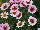 Ball Horticultural: Argyranthemum, intergeneric hybrid  'Pink Halo' 