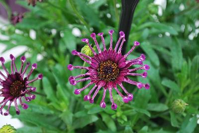 FlowerPower™ Osteospermum Spider Purple 17