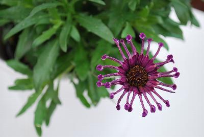 FlowerPower™ Osteospermum Spider Purple 17