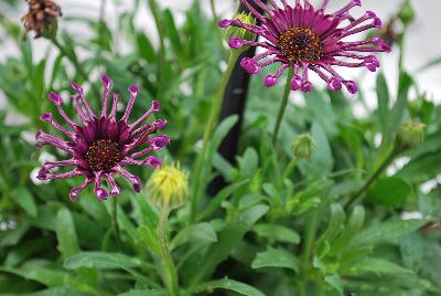 FlowerPower™ Osteospermum Spider Purple 17 