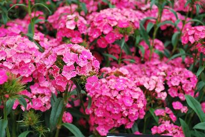 Ball Horticultural: Dash Dianthus Pink 