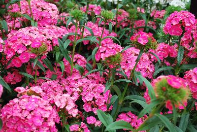 Ball Horticultural: Dash Dianthus Pink 