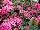 Dash Dianthus Pink 