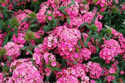 Ball Horticultural: Dash Dianthus Pink 