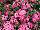 Dash Dianthus Pink 