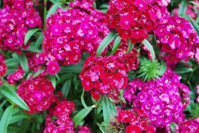 Ball Horticultural: Dash Dianthus Violet 
