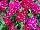 Dash Dianthus Violet 