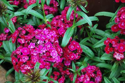 Ball Horticultural: Dash Dianthus Violet 