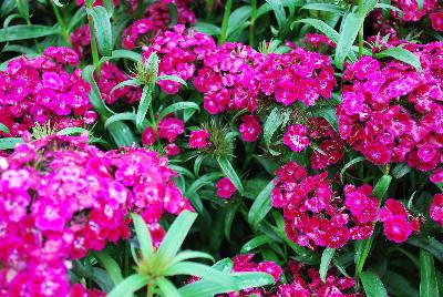 Ball Horticultural: Dash Dianthus Violet 