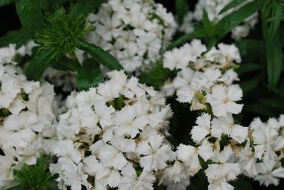 Ball Horticultural: Dash Dianthus White 