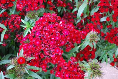 Ball Horticultural: Dash Dianthus Crimson 