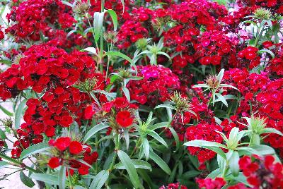 Ball Horticultural: Dash Dianthus Crimson 