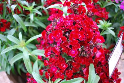 Ball Horticultural: Dash Dianthus Crimson 
