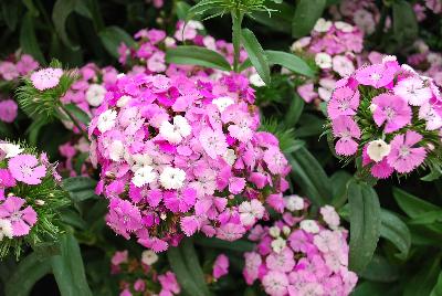 Ball Horticultural: Dash Dianthus Magician 