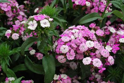 Ball Horticultural: Dash Dianthus Magician 